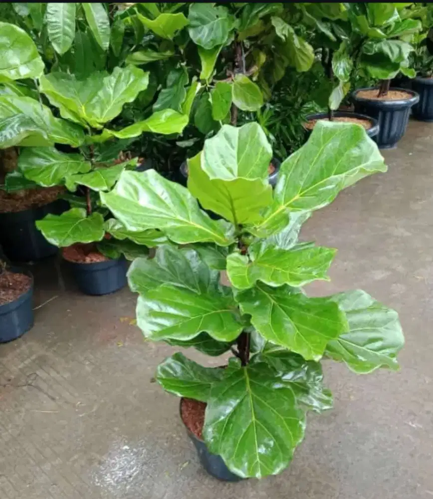 Pohon hias Ketapang biola