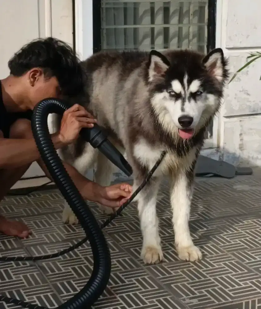 SIBERIAN HUSKY LONG HAIR , CHAMPION AND IMPORT LINE