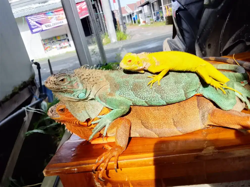 Iguana red laki blue bini