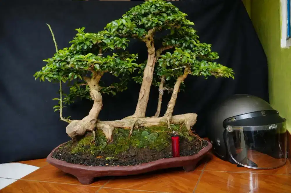 Bonsai kaliage rafting siap pajang