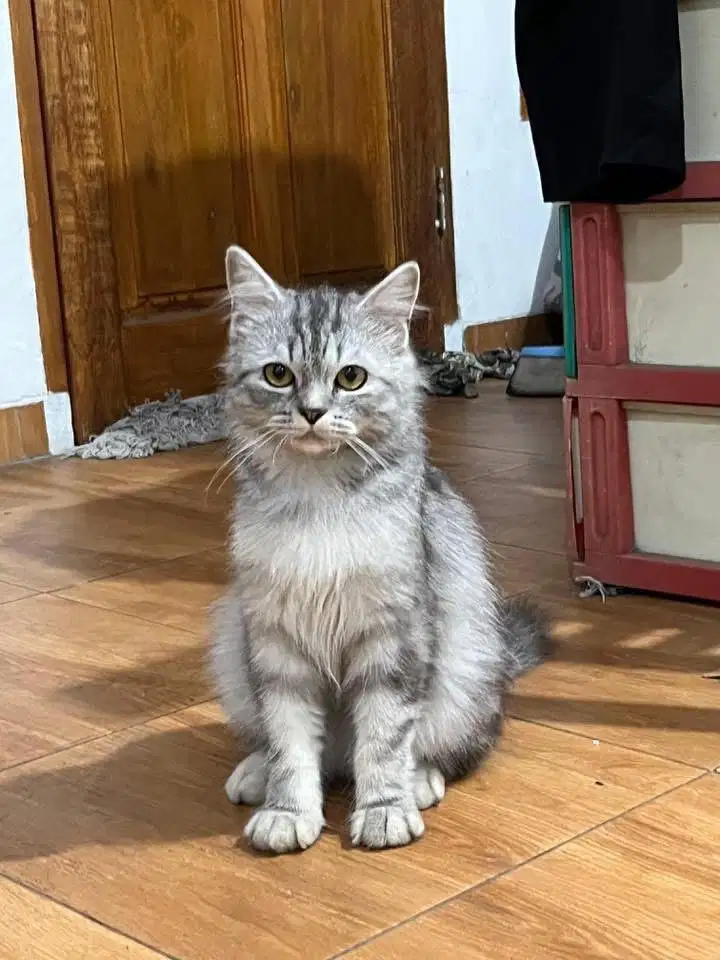Kucing persia himalaya