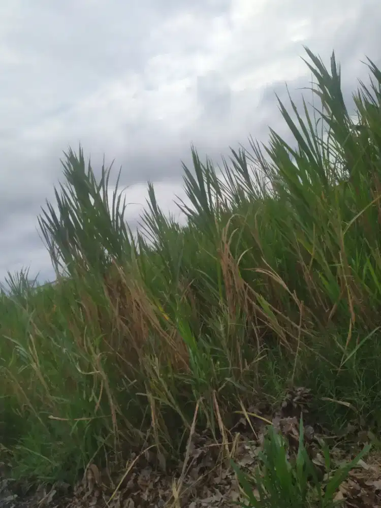 Rumput Pachong Tinggi Kertonatan