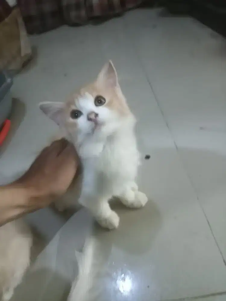 Anakan himalaya Persia umur 3 Jln 4 bulan jantan