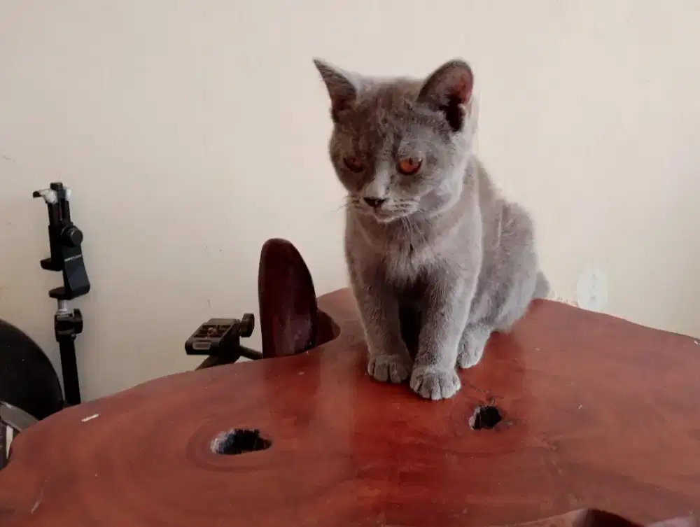 British short hair BSH betina remaja