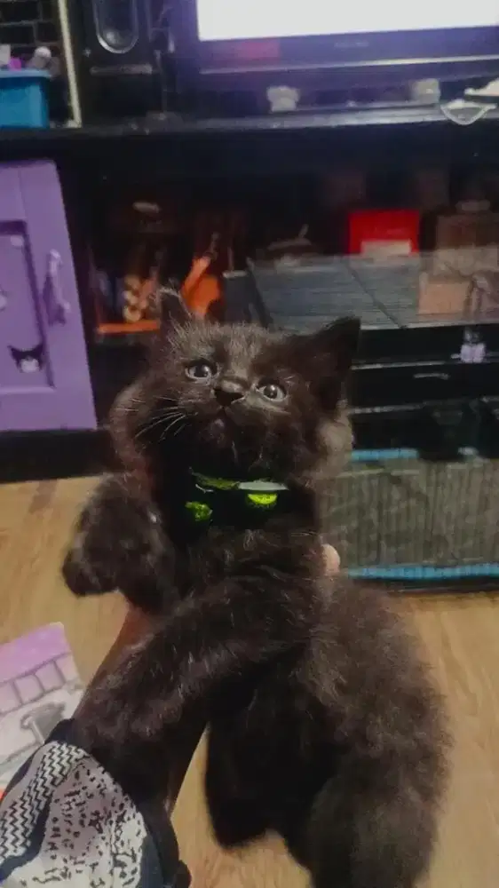 Anakan himalaya umur 2 bulan jantan