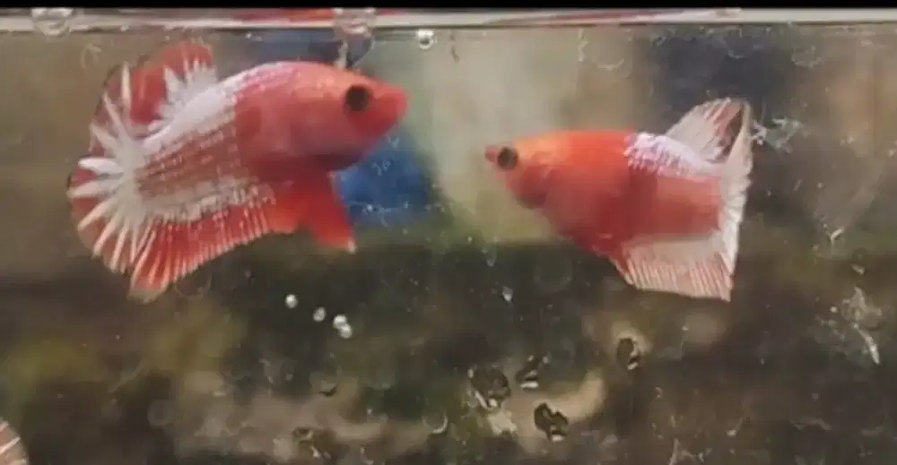 Ikan cupang Fccp satu pasang | satuan