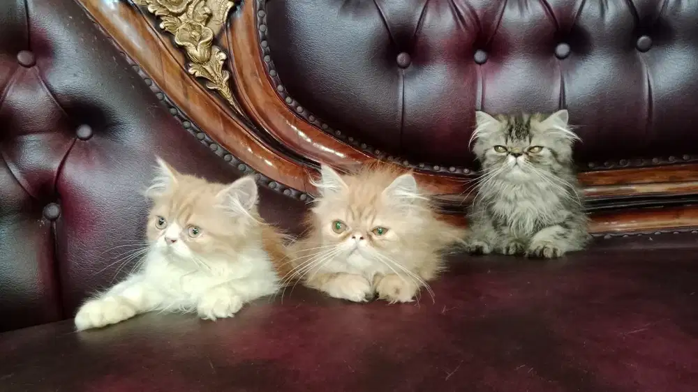 Kucing persia peaknose longhair