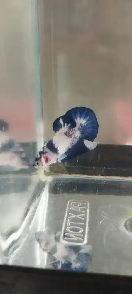 ikan cupang blue panda