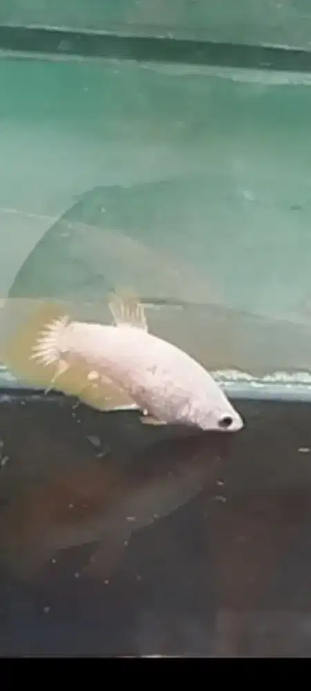 Ikan cupang female yellow Drago n