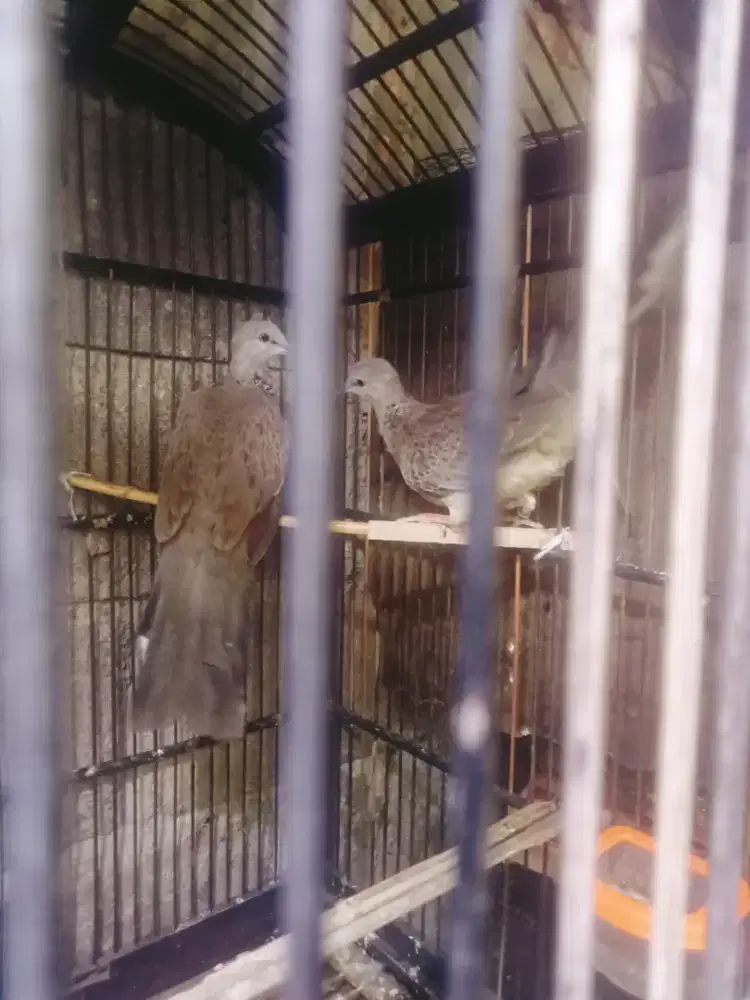 Tekukur remaja Trak kuk 2 x3 gmbling aja