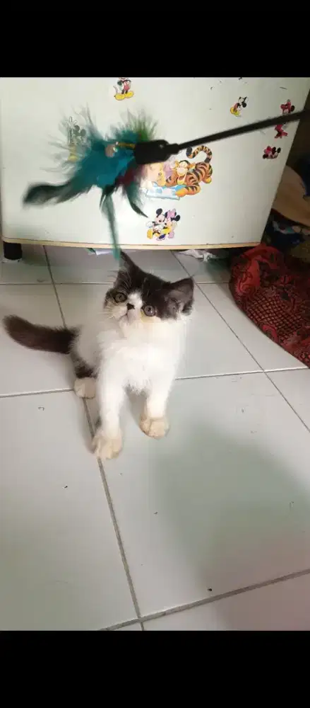 Kitten peaknose male