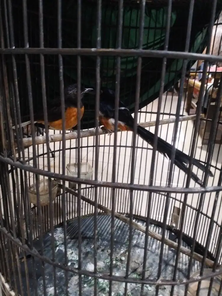 Sepasang Medan siapan betina Uda buang telor