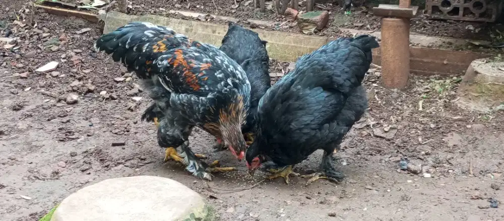 Ayam dark brahma dan salmon brahma