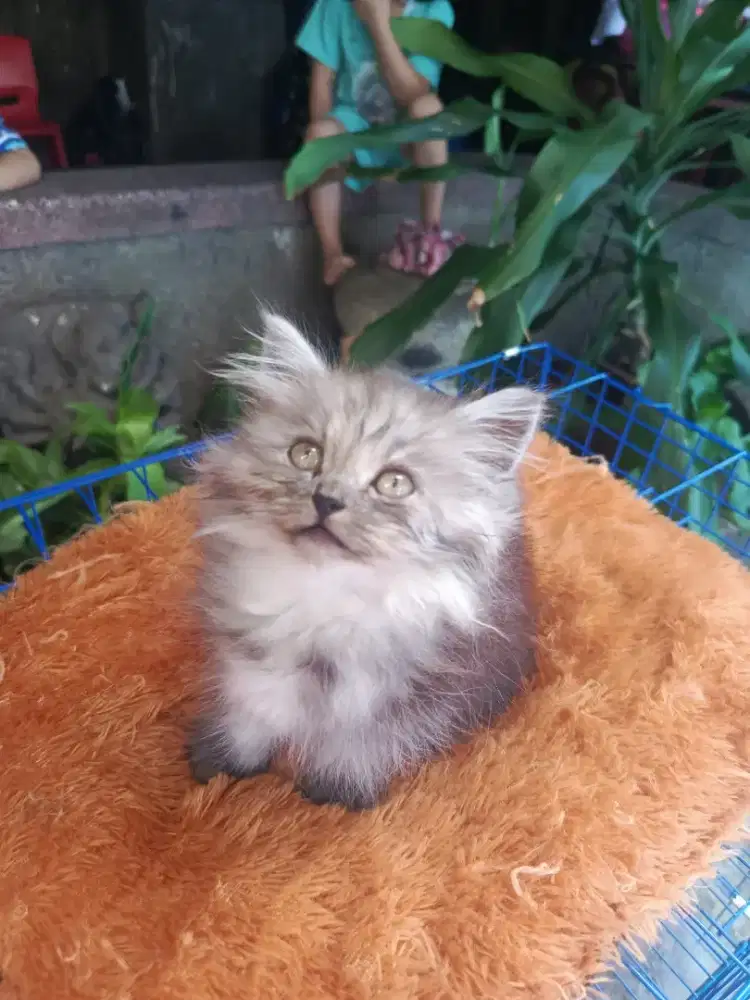 Anak kucing Persia LongHair Sehat, Lucu, Gembul, Lincah, Mandiri