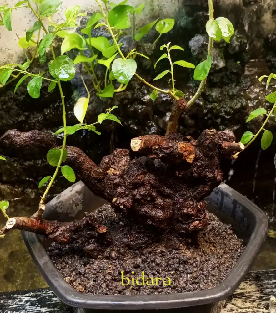 Bonsai bidara fosilan