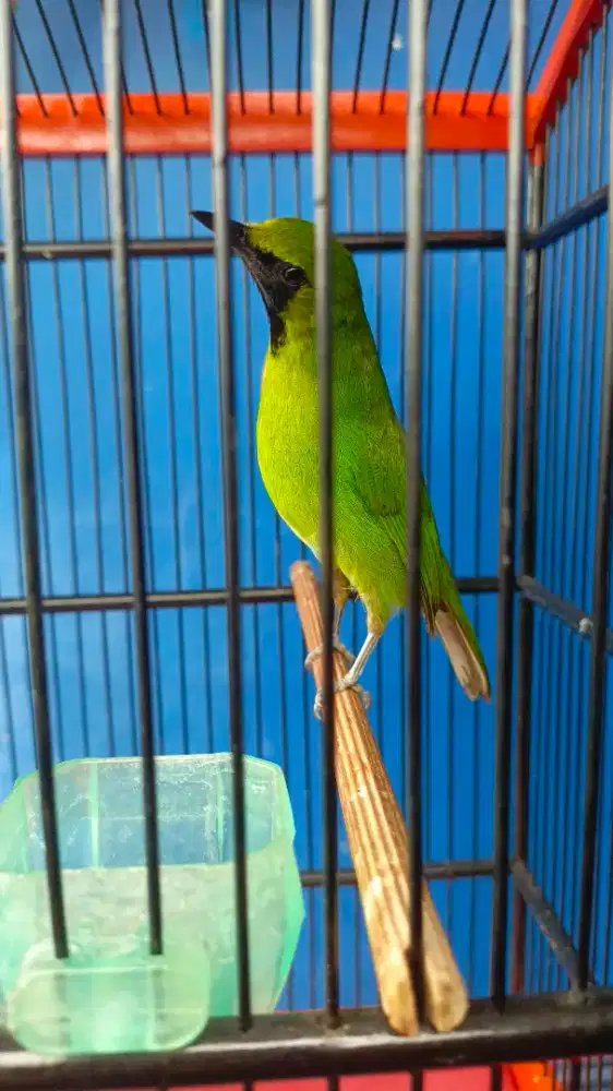 Ijo mini gacor fullset