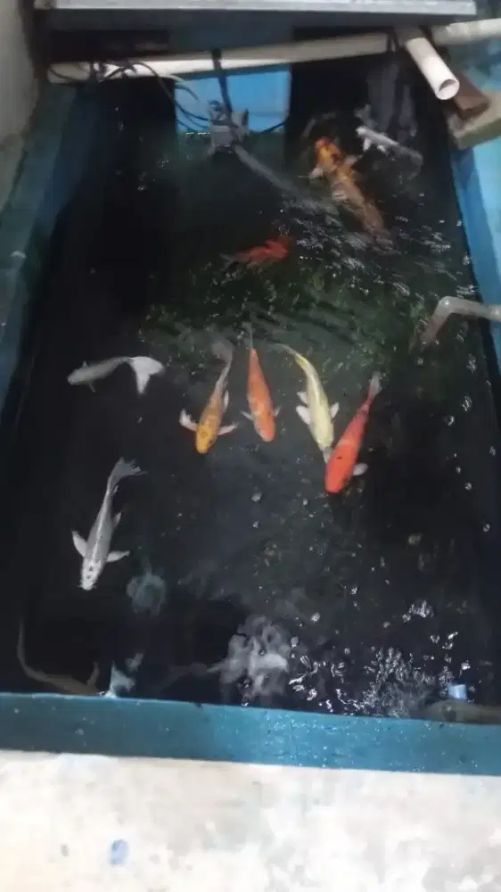 Jual ikan koi blitar. Tulung agung