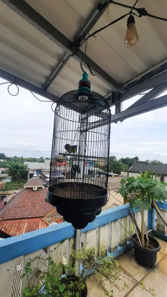 Bismillah Jual burung