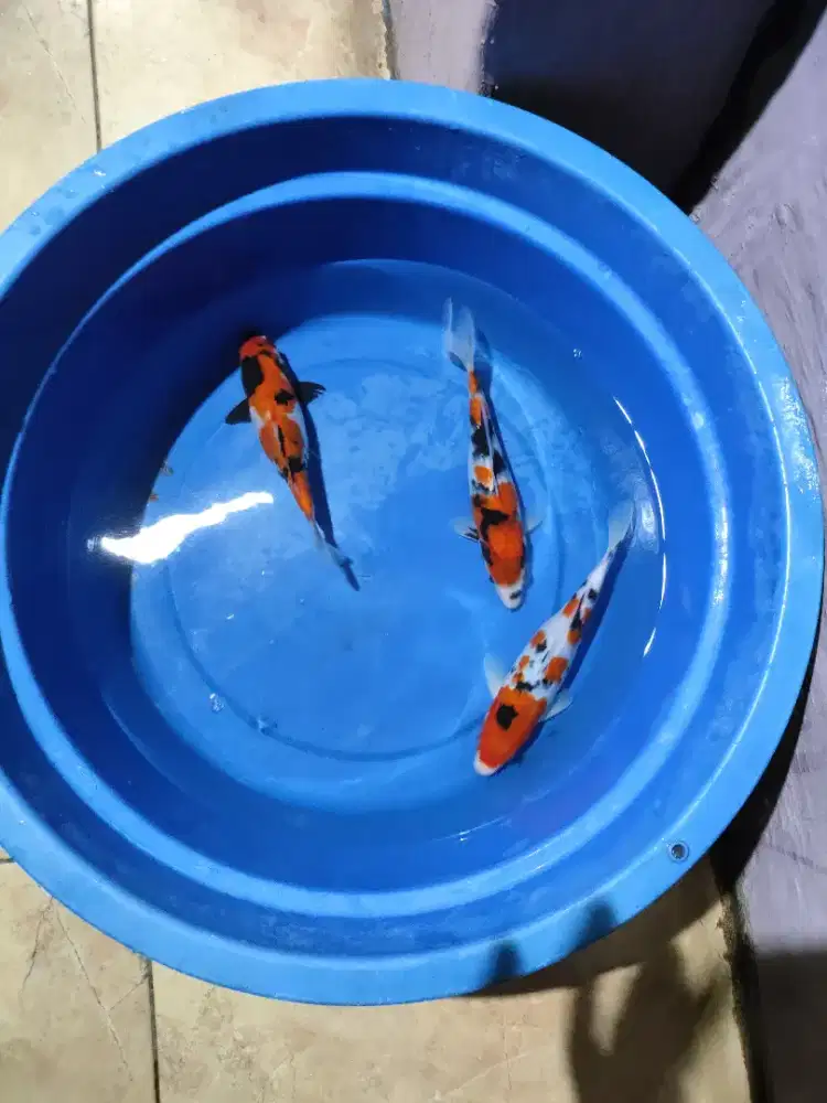 Ikan koi blitar jenis kohaku,kikusui,mix