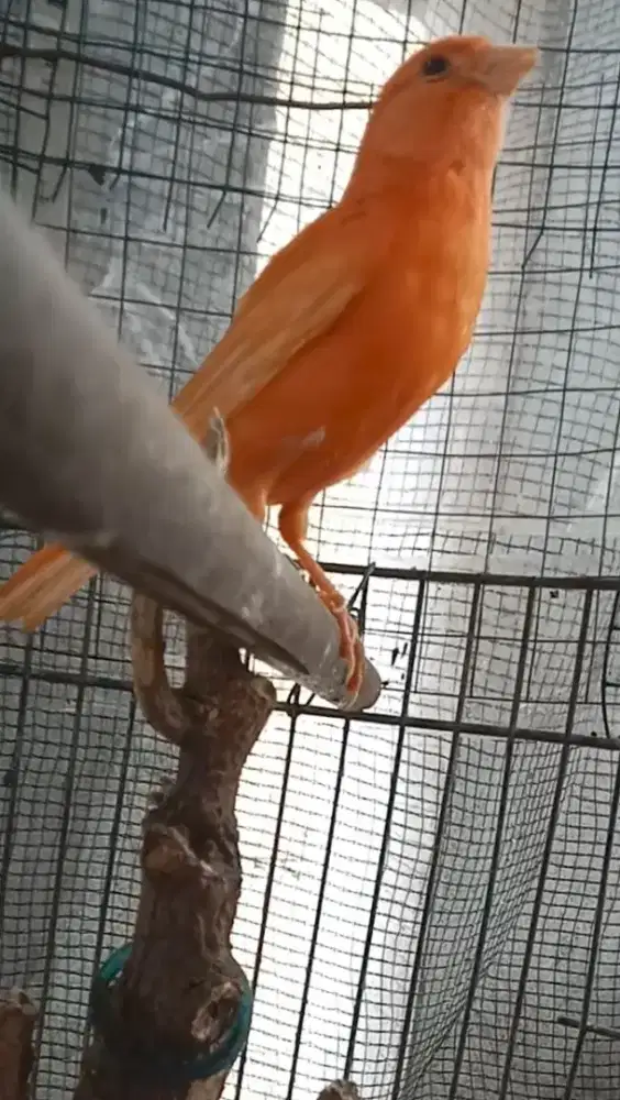 Kenari merlok Jantan gacor