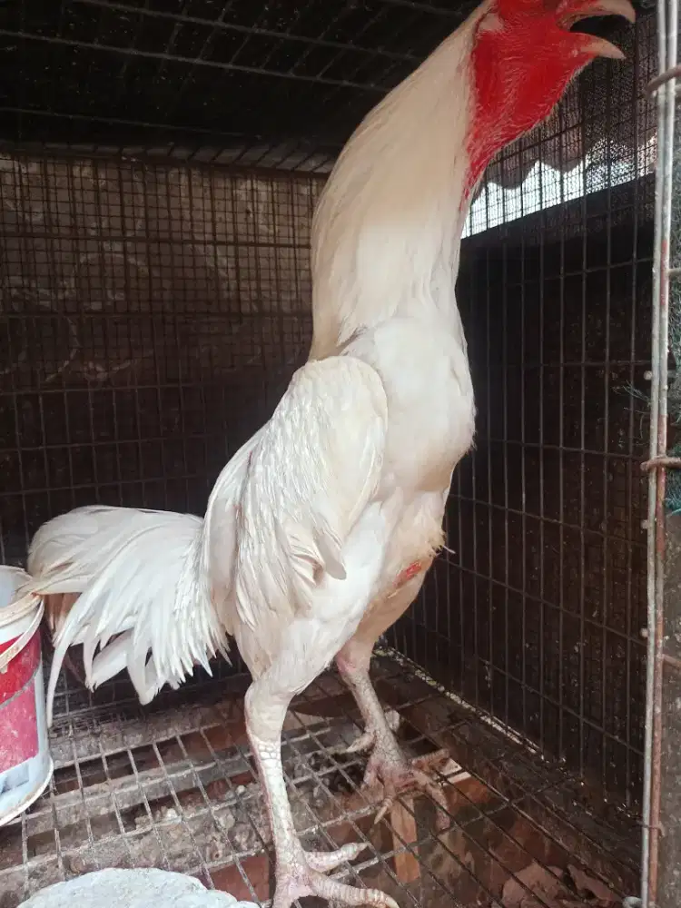 Jual ayam Bangkok Putih uk.5,5