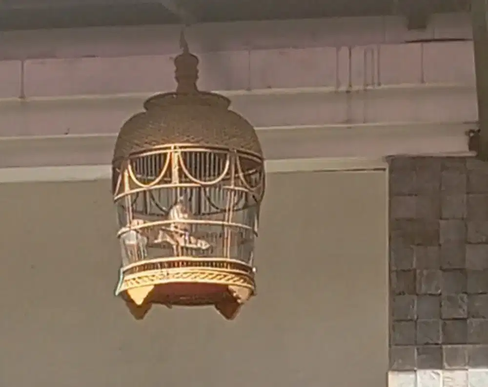 Perkutut Bangkok Gacor bunyi klaw irama enak suara gede panjang