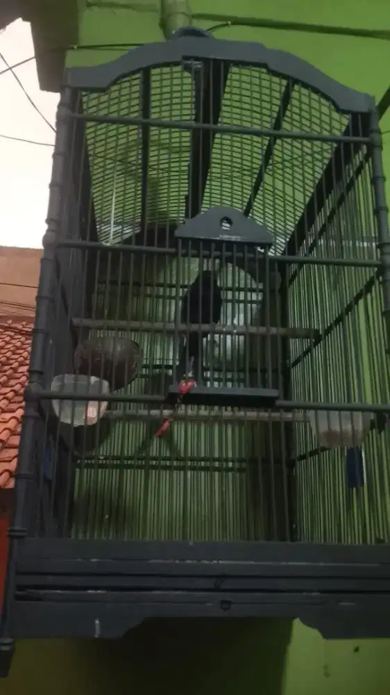 Burung Srigunting hitam fullset