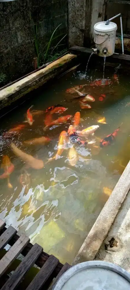 Ikan koi ukuran 50-60cm