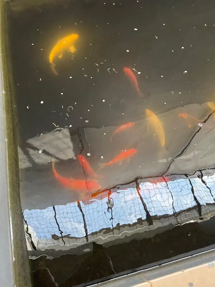 Jual 9 ekor ikan koi