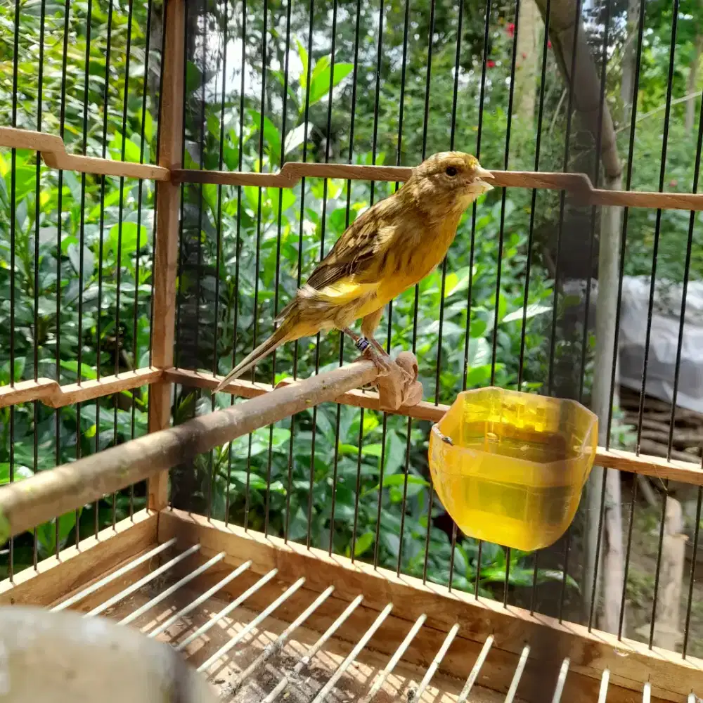 Kenari afsf prediksi jantan