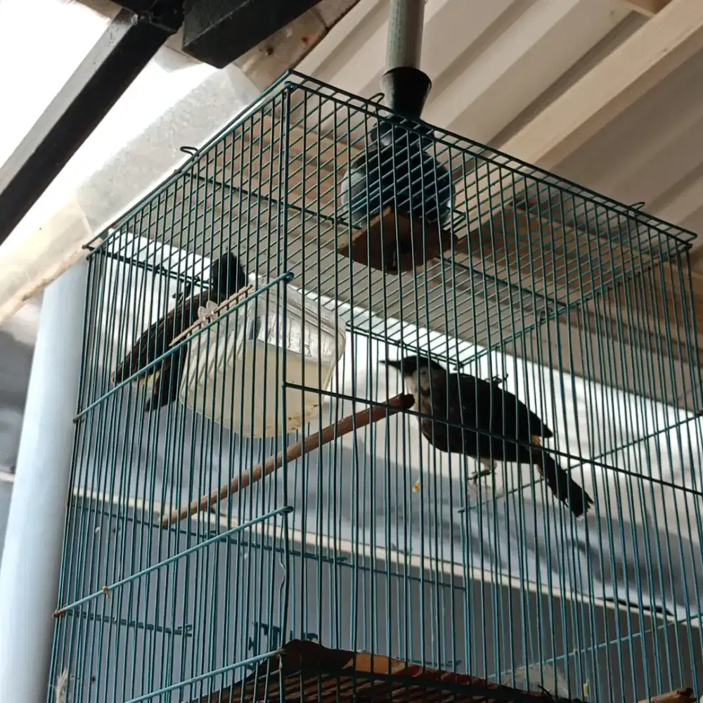 Jual fulset kutilang 2 ekor