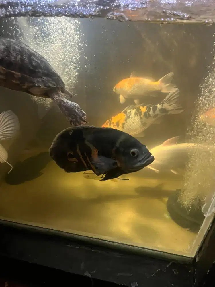 Ikan oscar murah 25 cm