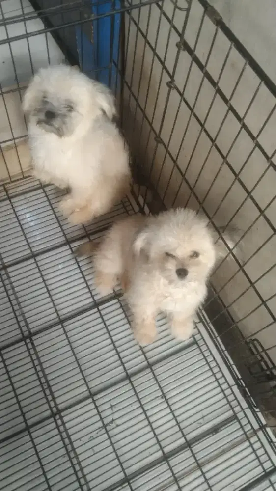 shitzhu mix maltese 3 bulan