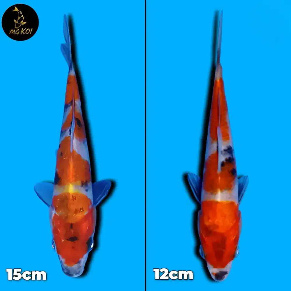 Koi Showa Bahan Keep 2 ekor