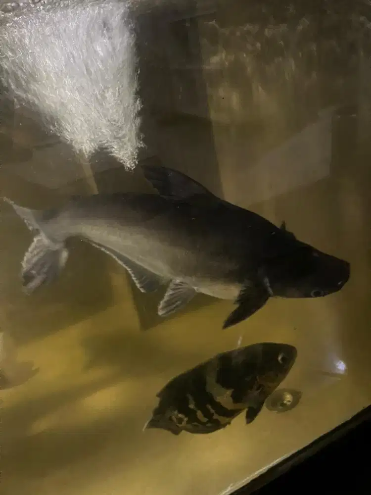 Ikan patin jumbo koleksi pribadi