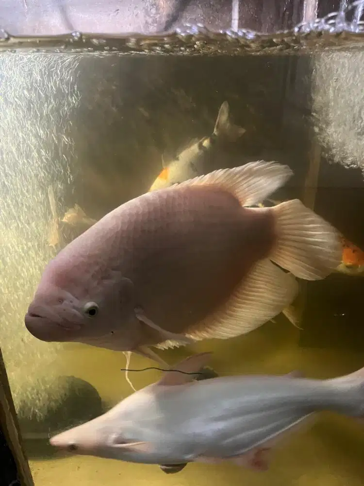 Ikan gurame padang jumbo