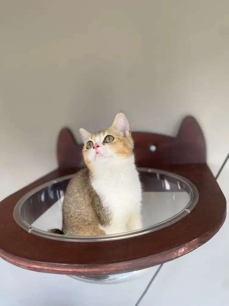 Kucing BSH british short hair lineped murah