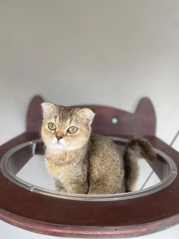 Kucing BSh british short hair lineped murah