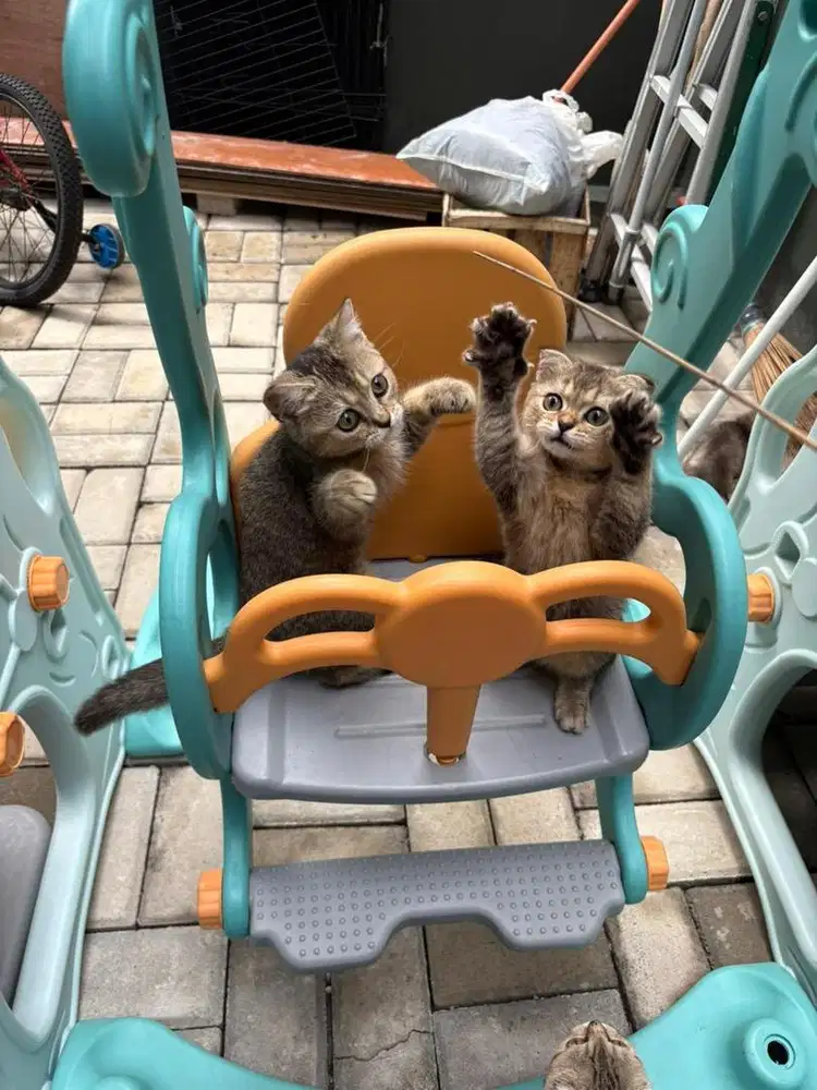 Kucing BSH british short hair lineped murah