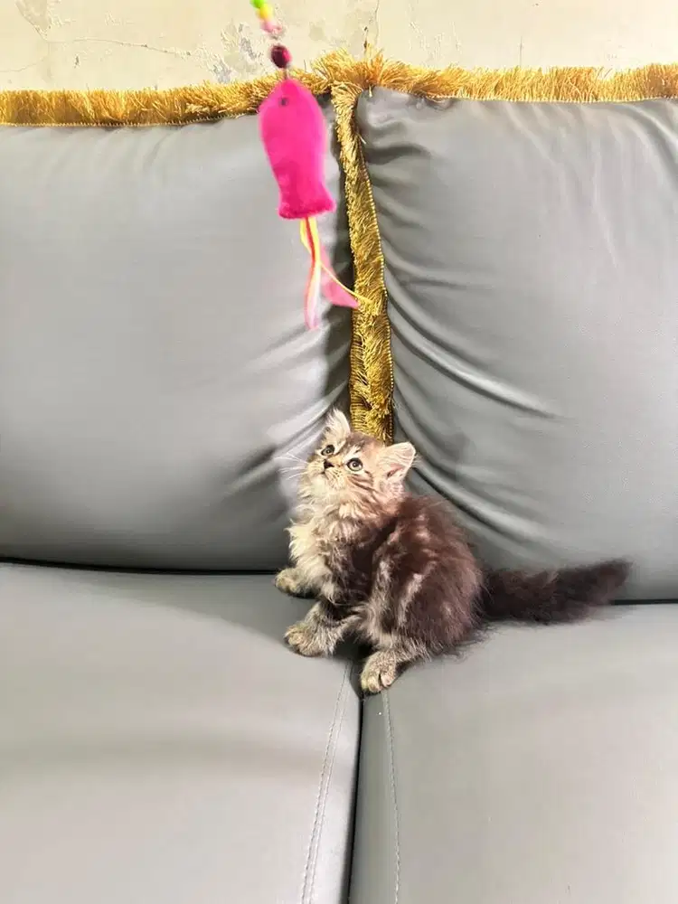 Kitten Persia marbel