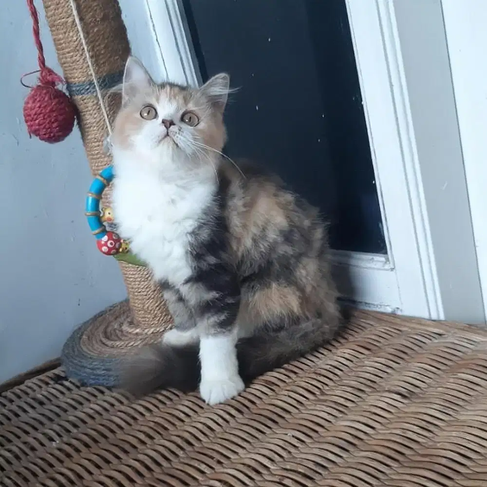 Kucing Persia Medium Betina