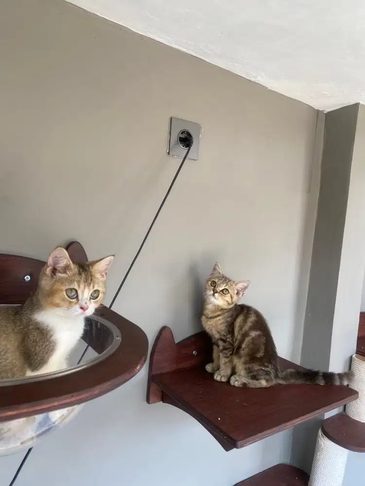 Kucing BSH british short hair line ped murah tabby