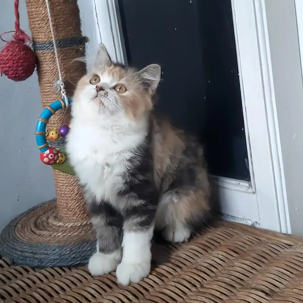 Kitten Persia Medium Betina