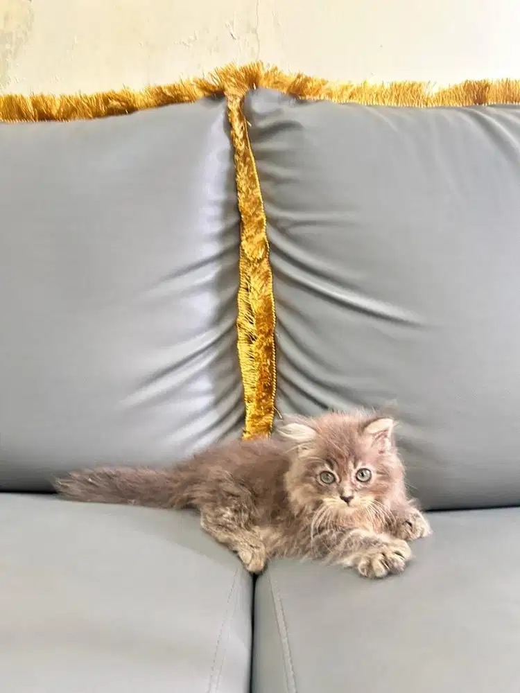 Kitten Persia betina