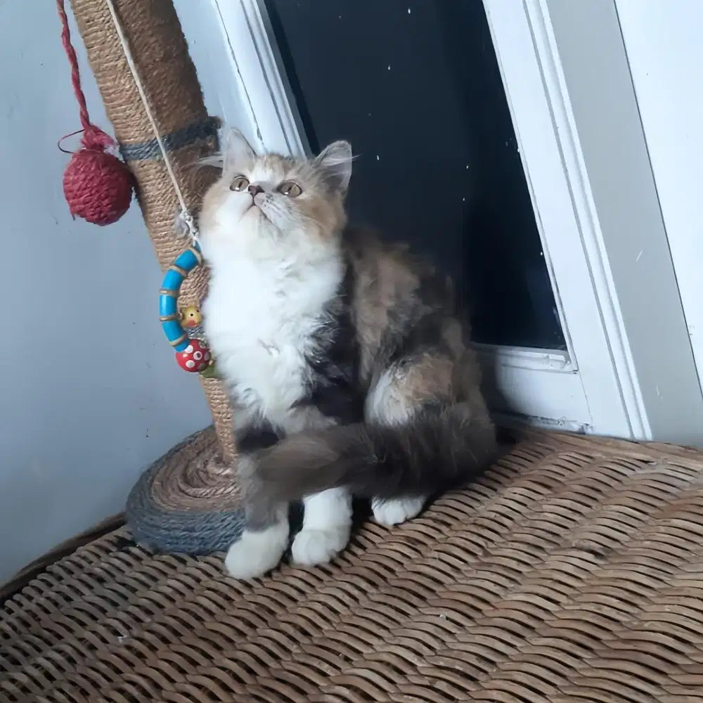 Anakan Kucing Persia Betina