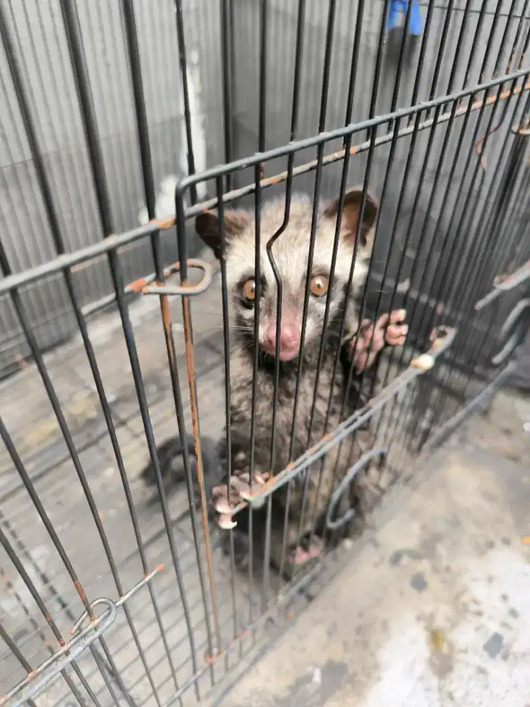 Musang liar tangkapan