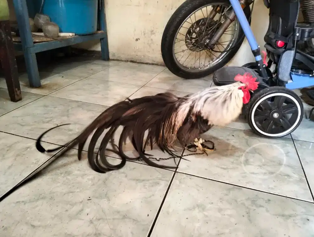 Ayam Phoenik Ekor Panjang Jantan Warna Jarang