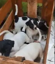 5 ekor anakan anjing jantan 5 bln pitkam pitbul kampung jinak lucu2 ok