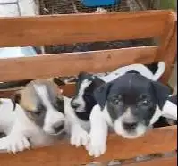 5 ekor anakan anjing jantan 5 bln pitkam pitbul kampung jinak lucu2 ok