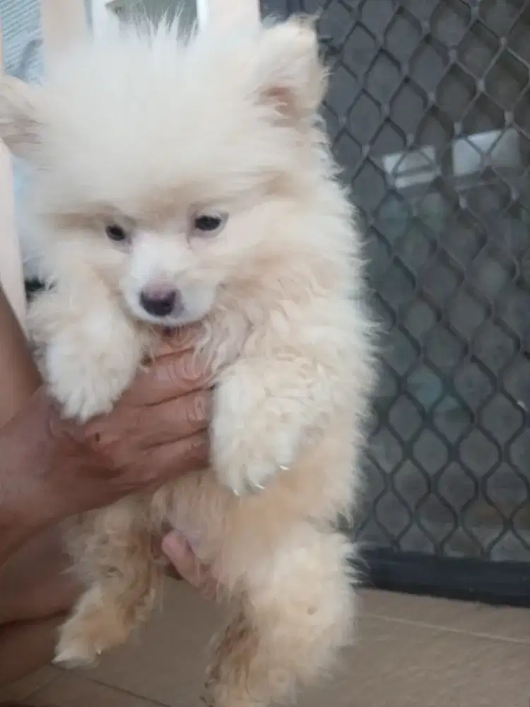 dog mini pom cute
